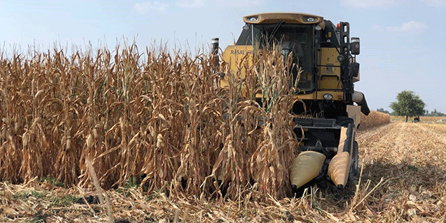 Basra sıcaklarında zorlu hasat mesaisi başladı, mısır yüz güldürdü