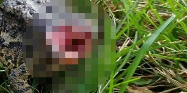 Başsız kurbağanın yanından geçip gittiğini gören adam şoka uğradı!