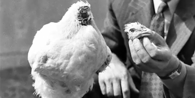 Başsız tavuk 18 ay nasıl yaşadı?