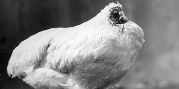 Başsız tavuk Mike 18 ay boyunca nasıl yaşadı?