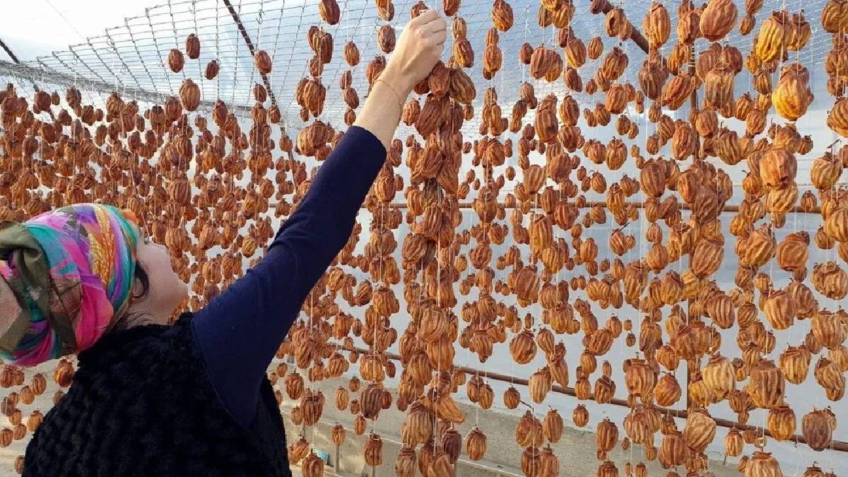 Başta elmaya benziyor, olgunlaştıkça bambaşka bir şey oluyor! Kurutulunca fiyatı tam 10 kat artıyor! Ünü Türkiye'yi de aşmış