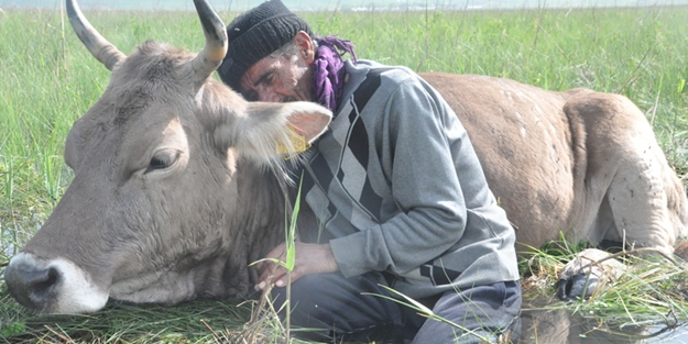 Batağa saplanan ineğinin başından iki gecedir ayrılmıyor