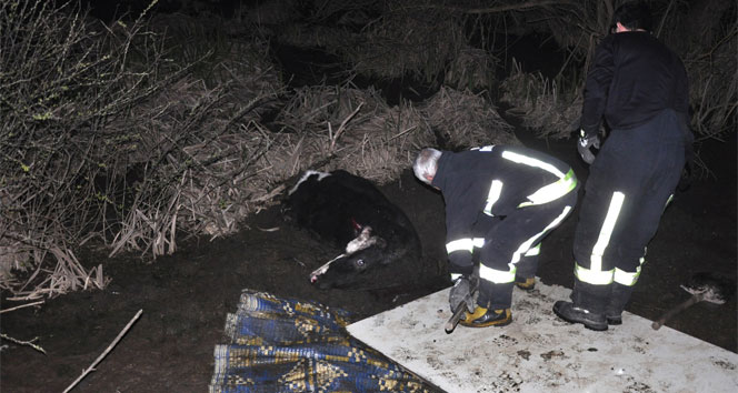 Bataklığa saplanan ineği itfaiye kurtardı
