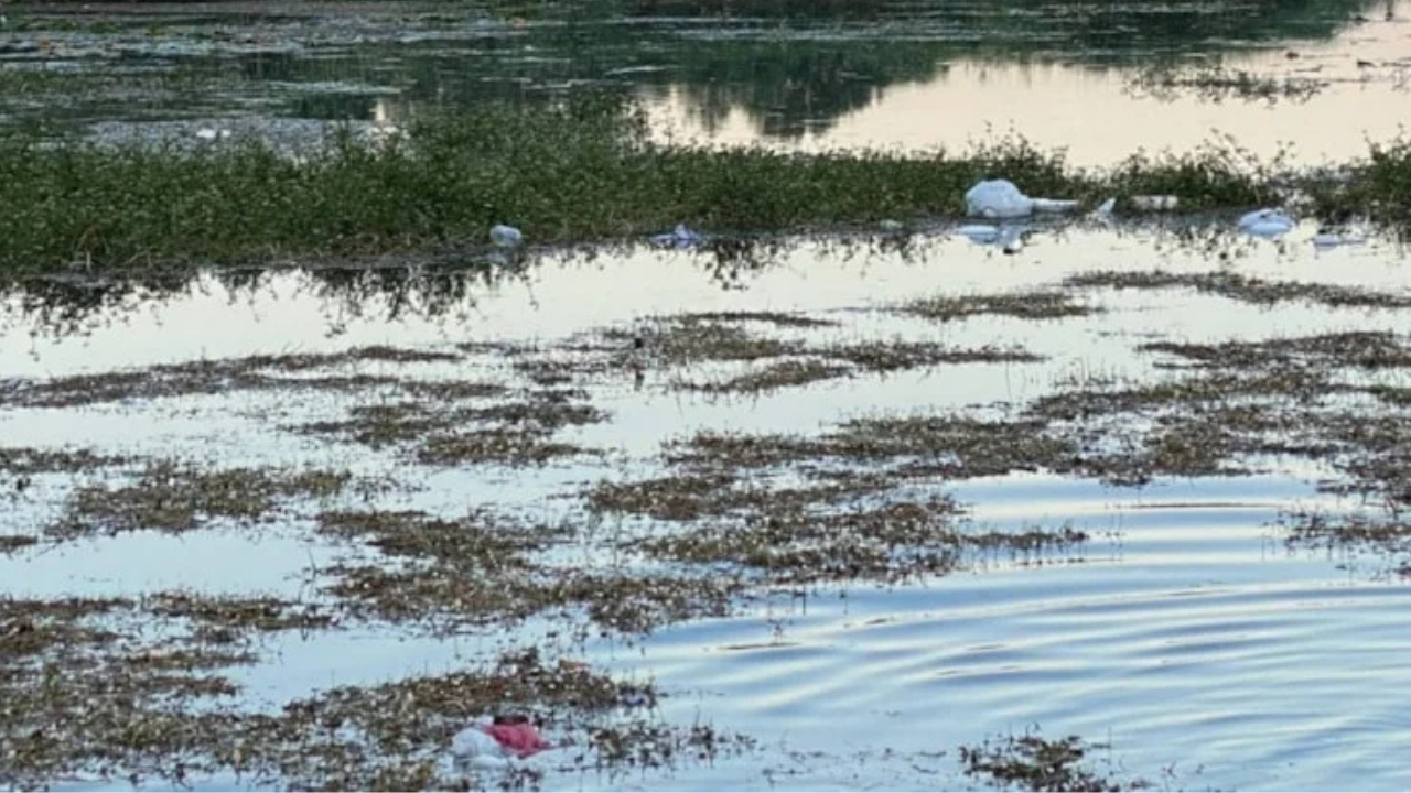 Bataklıktan binlerce yıllık hazine çıktı
