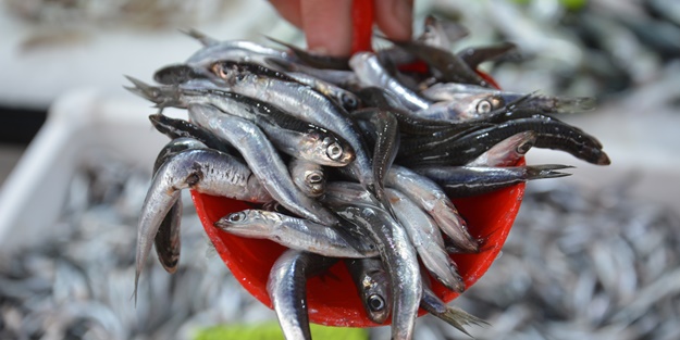 Batı Karadeniz'de tezgahlar balıklarla şenlendi! İşte fiyatı