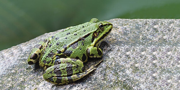 Batı kurbağaların soyunu kurutmaya başladı! Yılda 200 milyon öldürülüyor
