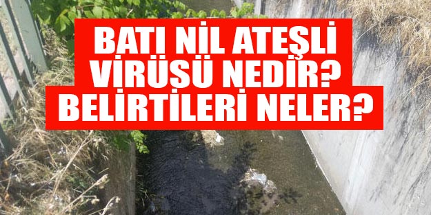 Batı nil ateşli virüsü nedir? Batı nil ateşli virüsü belirtileri neler?