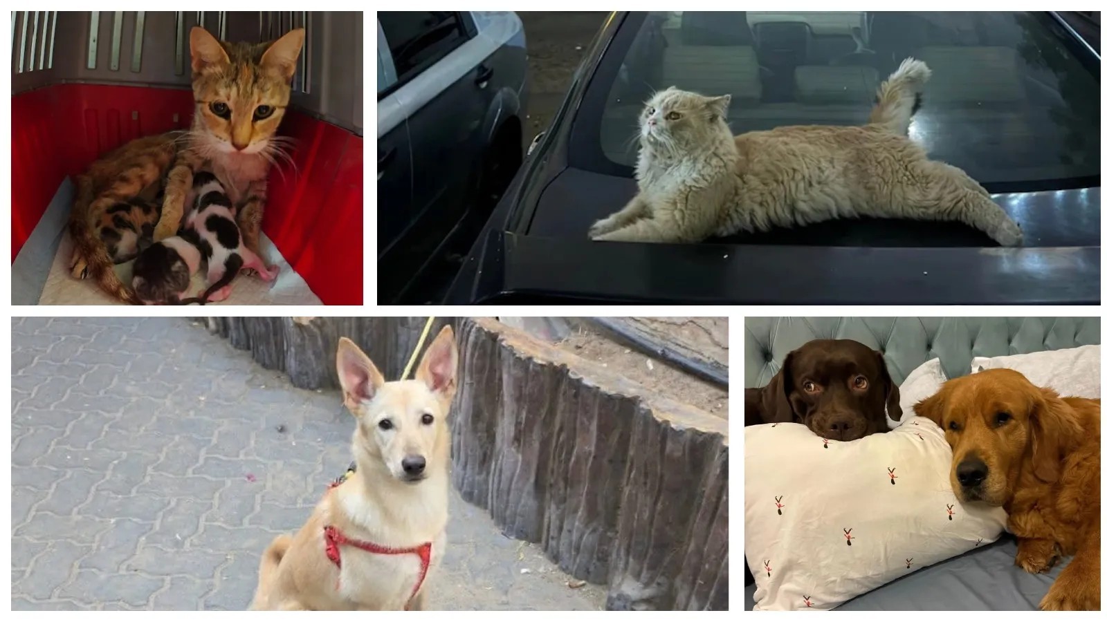 Batılı müstekbirlerin "hayvan sevgisi" maskesi Dubai çöllerinde düştü!