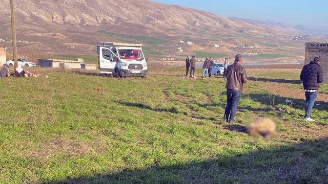 Batman'da 50 küçükbaş hayvanın telef olmasıyla ilgili inceleme başlatıldı