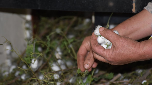 Batman'da alternatif ürün köylünün yüzünü güldürdü