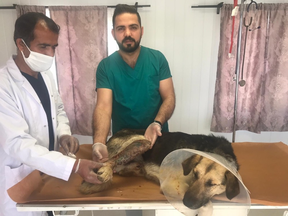 Batman’da aracın çarpmasıyla ayağı kırılan köpeğe ameliyatla platin takıldı 