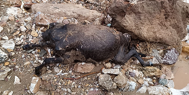 Aşırı yağışlar 2 ineği telef etti