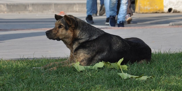 Batman'da halk isyan etti! 'Artık şunları toplayın!'