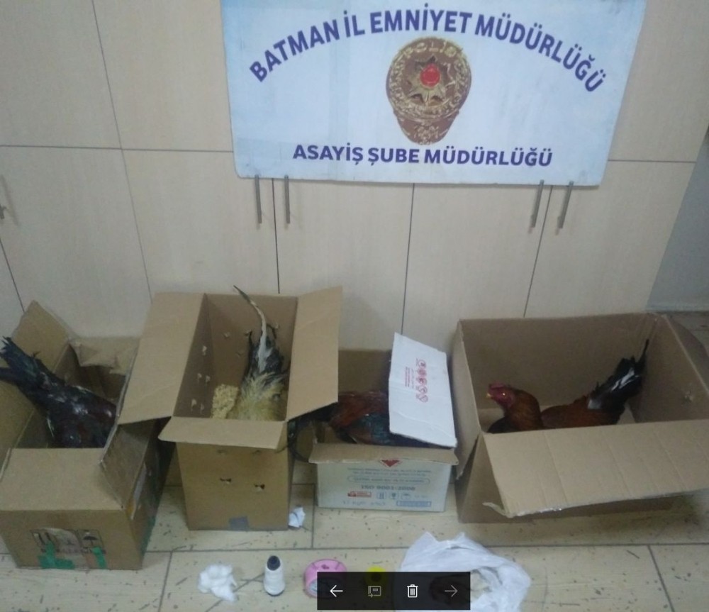Batman’da horoz dövüşüne ceza 