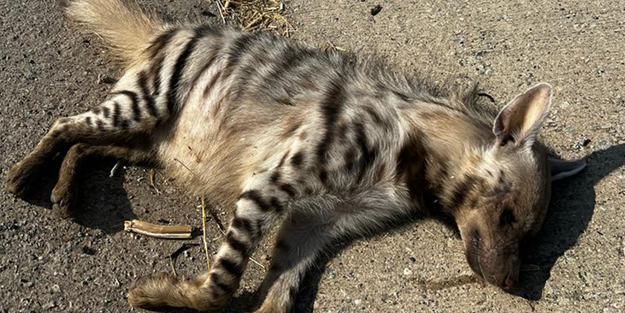 Batman'da nesli tükenme tehlikesi altında olan çizgili sırtlan ölü bulundu!