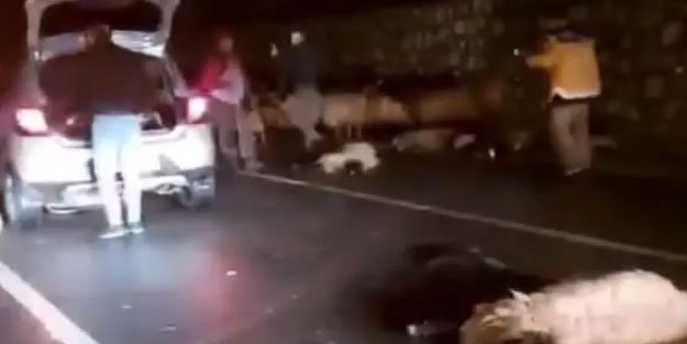 Batman’da otomobil koyun sürüsüne daldı