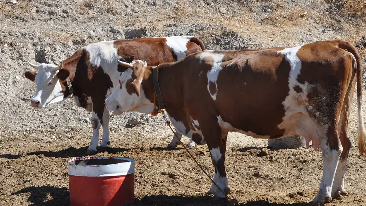 Batman'da şap hastalığı yayılıyor