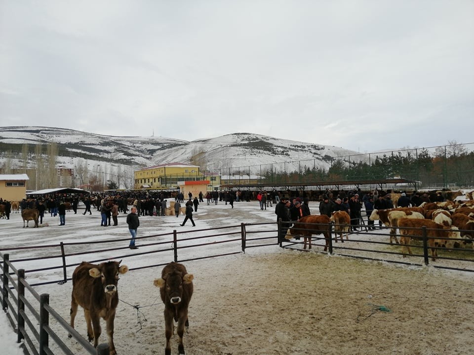 Bayburt Belediyesi canlı hayvan pazarında hizmet vermeye devam ediyor 