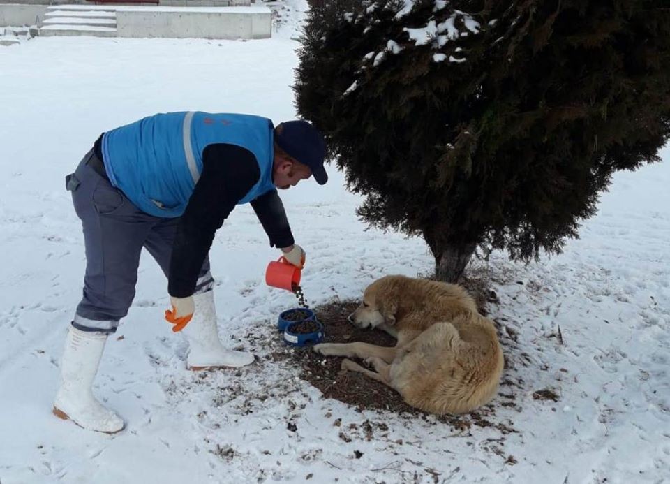 Bayburt Belediyesi sokak hayvanlarını unutmadı 