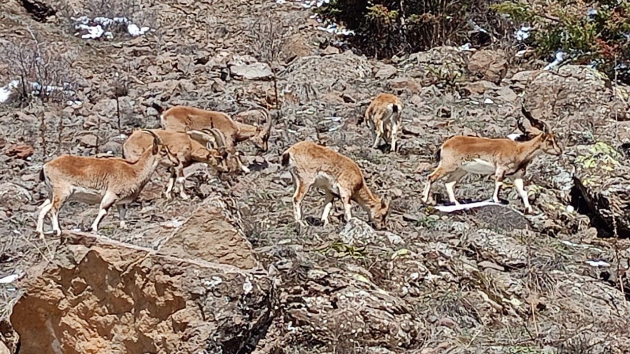 Bayburt dağlarında ender anlar!
