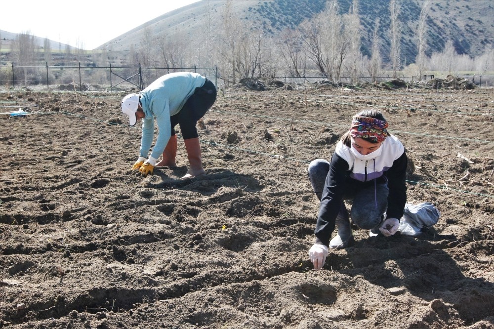Bayburt Üniversitesi organik tarımdaki ürün çeşitliliğini artırıyor 