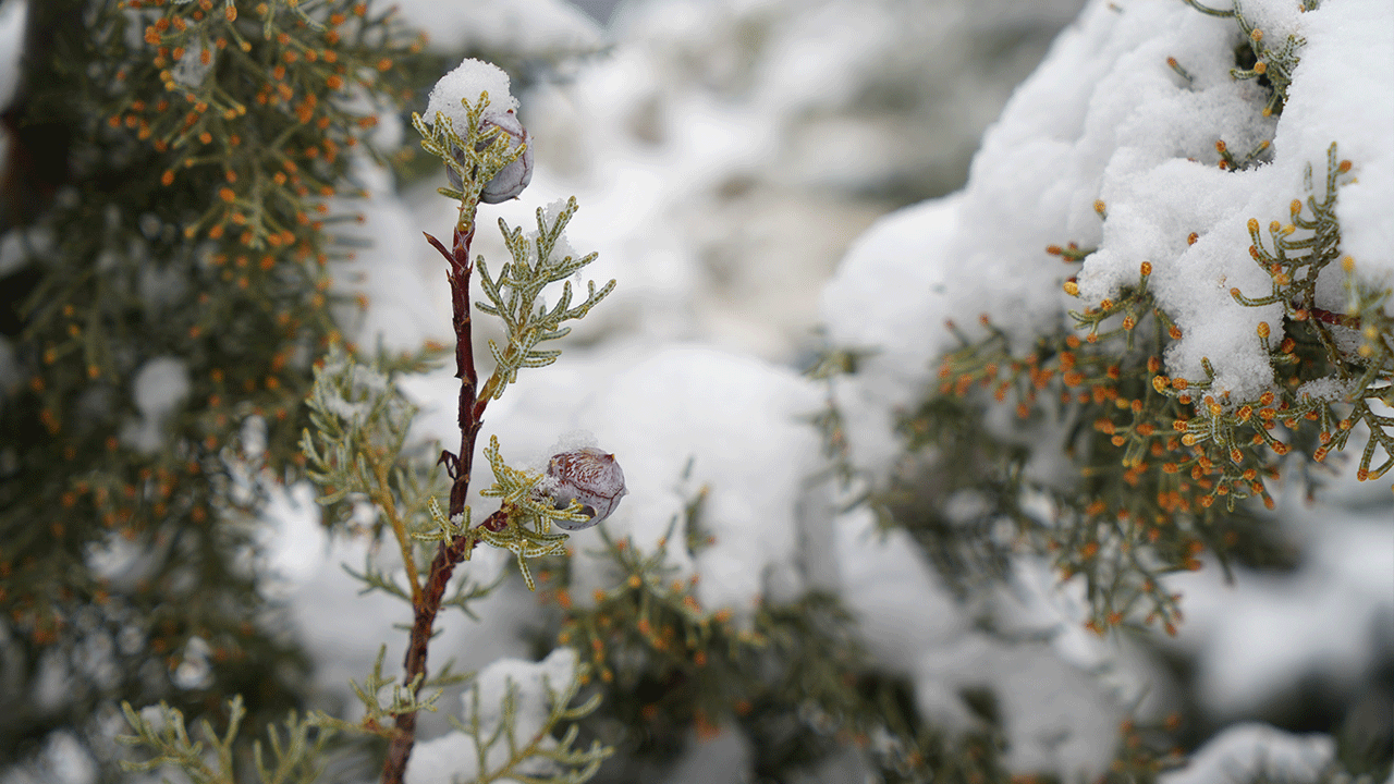 Bayburtlu çiftçilere zirai don uyarısı! Hava sıcaklıkları sıfırın altına düştü