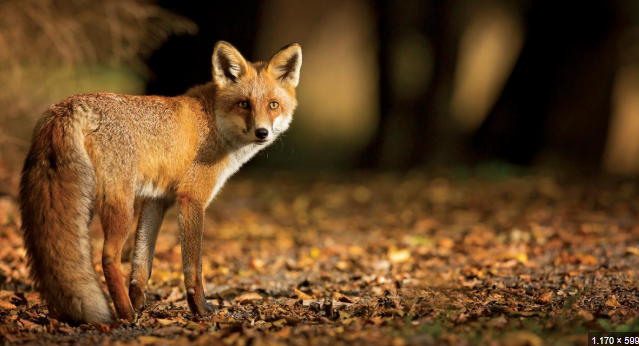 Bayburtlu vatandaşın ürkek tilkiyle imtihanı