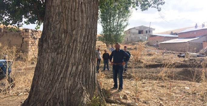 Bayburt ilimizde 300 yıllık kavak ağacı görenleri şaşırtıyor