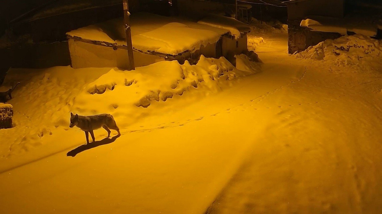 Bayburt’ta aç kalan kurtlar köye indi! Muhtar dronla izlerini sürdü