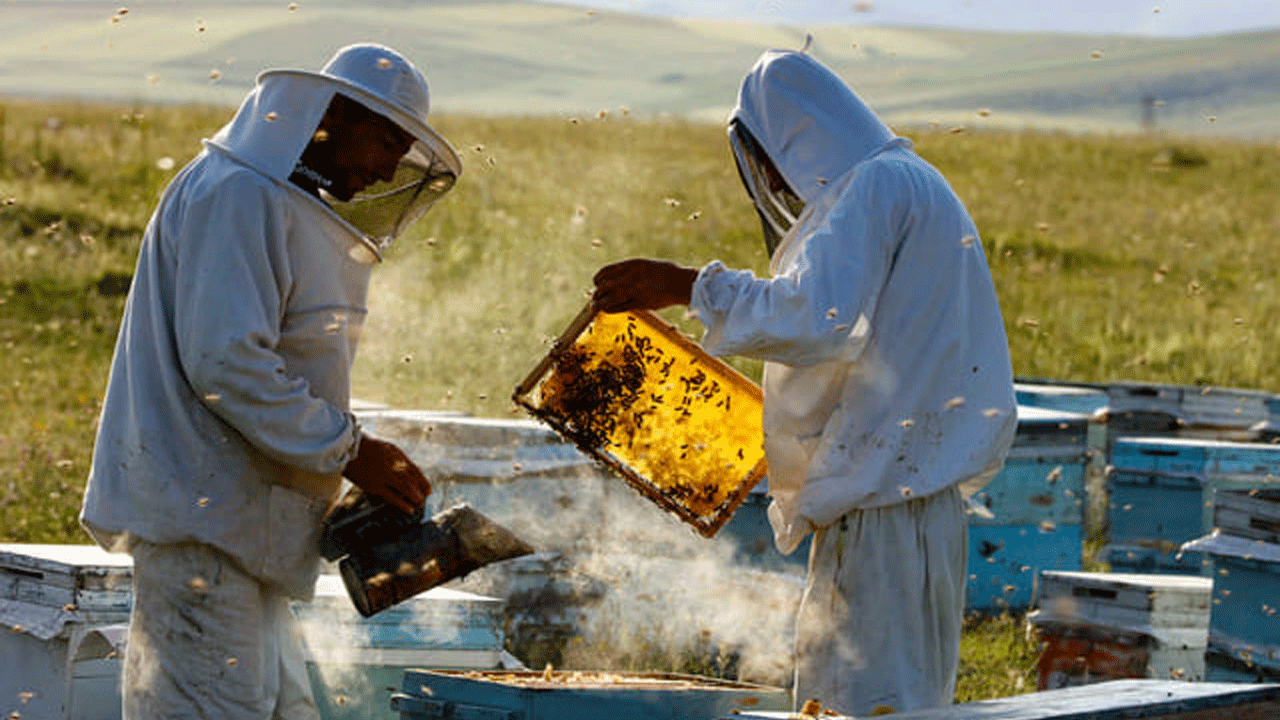 Bayburt'ta bal hasadı masaya yatırıldı! Müdürden üreticiye yerinde destek