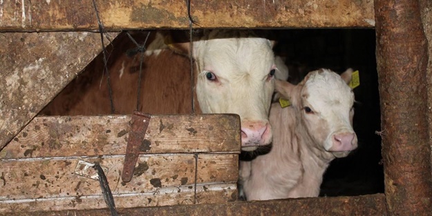 Bayburt'ta canlı hayvan pazarı kapatıldı! Şap hastalığına rastlanıldı mı? Açıklama geldi
