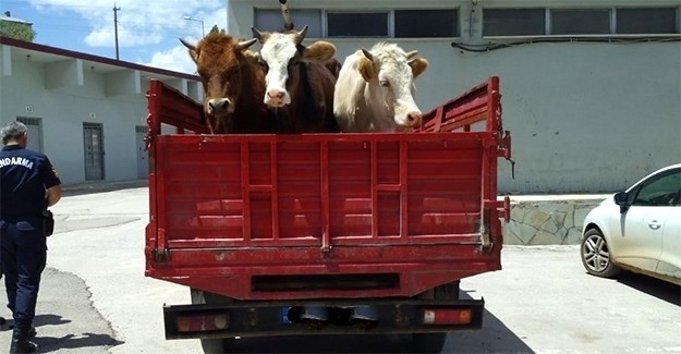 Bayburt’ta hayvan hırsızlığı 