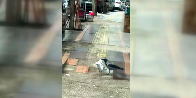 Karganın 'cips' hırsızlığı böyle görüntülendi