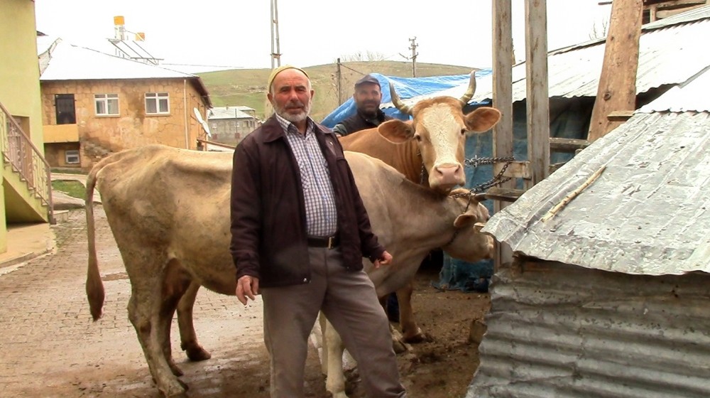 Bayburt’ta Milli Dayanışma Kampanyası’na çiftçiler düve ve koyun bağışında bulundu 