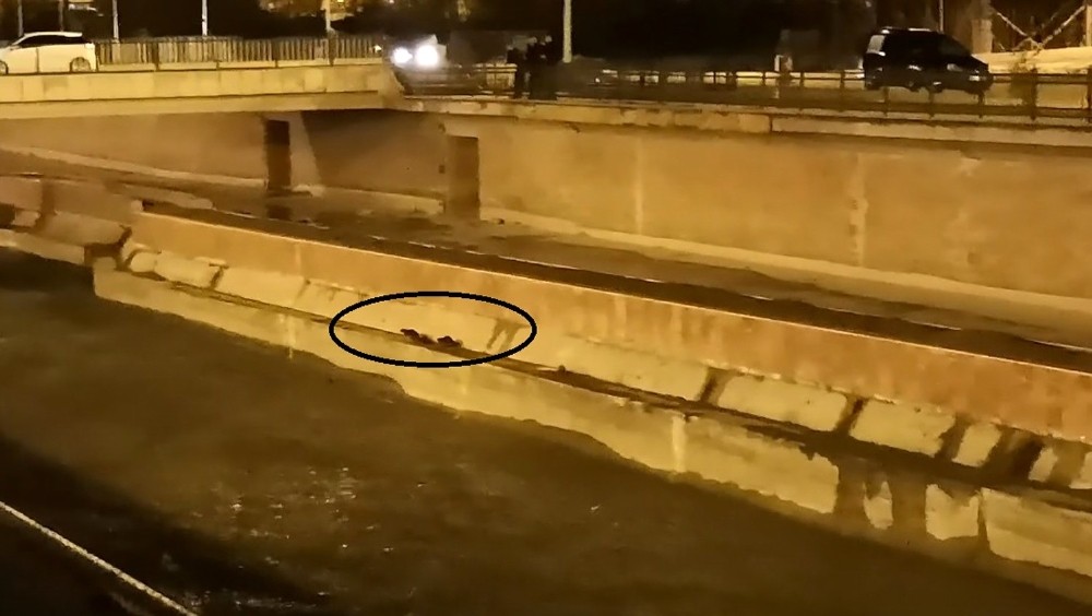 Bayburt’ta nesli tükenme tehlikesi altında olan su samurları görüntülendi 
