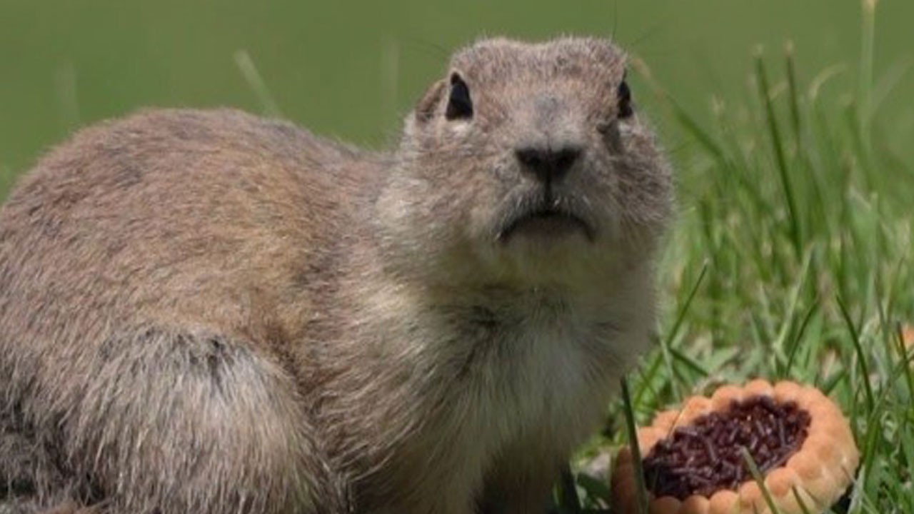 Bayburt’ta şirin gösteri! Anadolu yer sincabı bisküviyle yakalandı