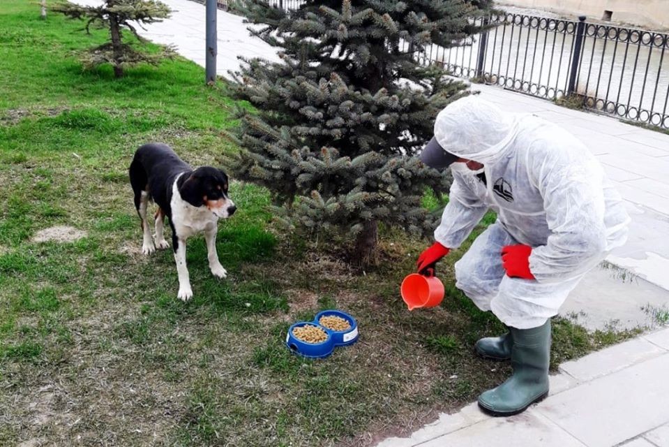 Bayburt’ta sokak hayvanları unutulmuyor 