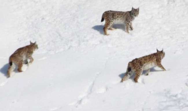Bayburt’ta vaşak görüntülendi