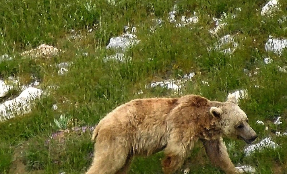 Bayburt’ta vatandaşların ayı şaşkınlığı 