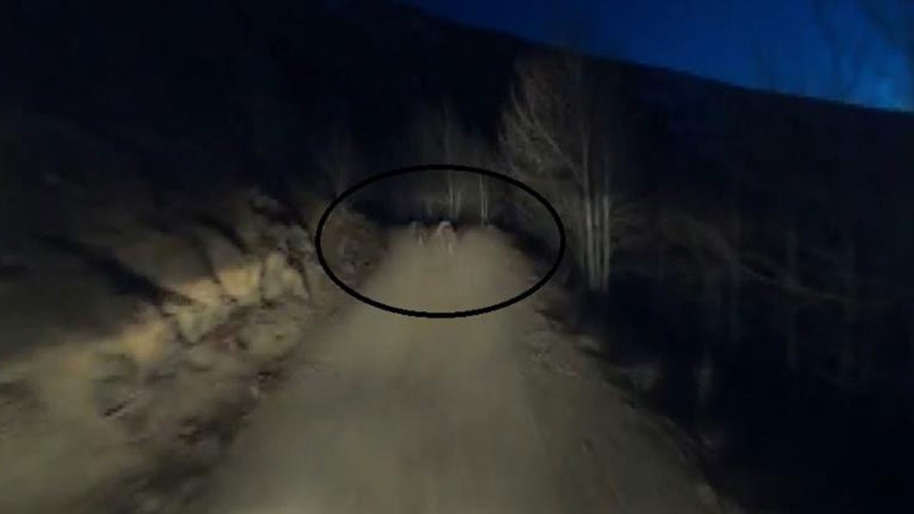 Bayburt’ta yolda koşturan ayılar görüntülendi