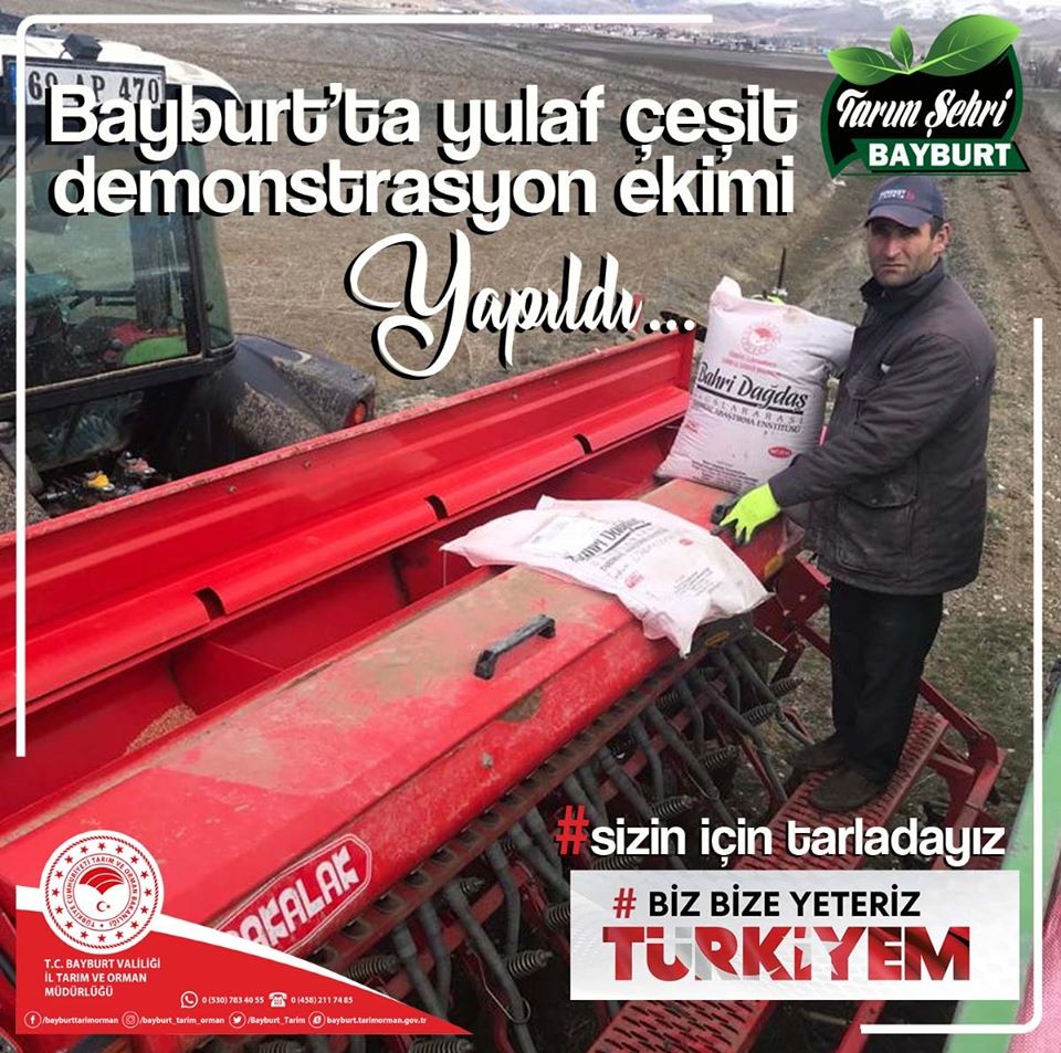 Bayburt’ta yulaf çeşit demonstrasyon ekimi yapıldı 