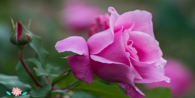 Bâyezid-i Bistâmî Hazretleri kimdir? Bâyezid-i Bistâmî Hazretleri hayatı