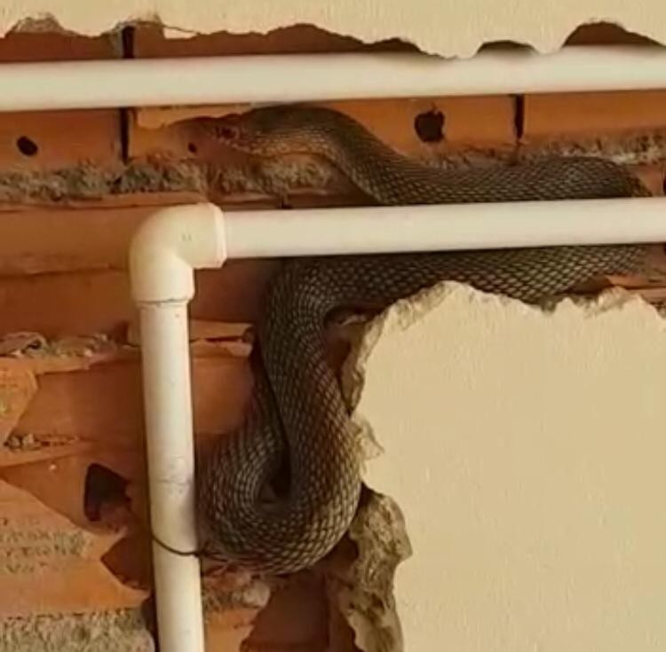 Bayılan işçinin yanına koştuklarında tuğlaların içinde yılanla karşılaştılar 