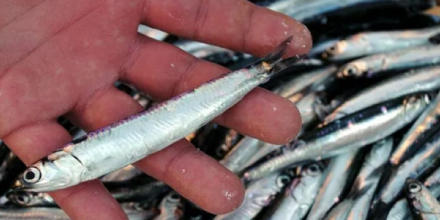 Bayılarak hamsi tüketenlere kötü haber tez geldi