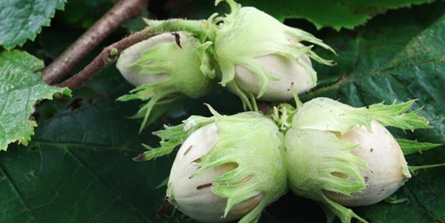 Bayram fındığa yaradı fiyatı 13 TL’ye yükseldi