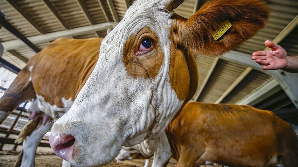 Bayram heyecanla bekleniyor! Kurban ibadetiyle ilgili doğru bilinen yanlışlar