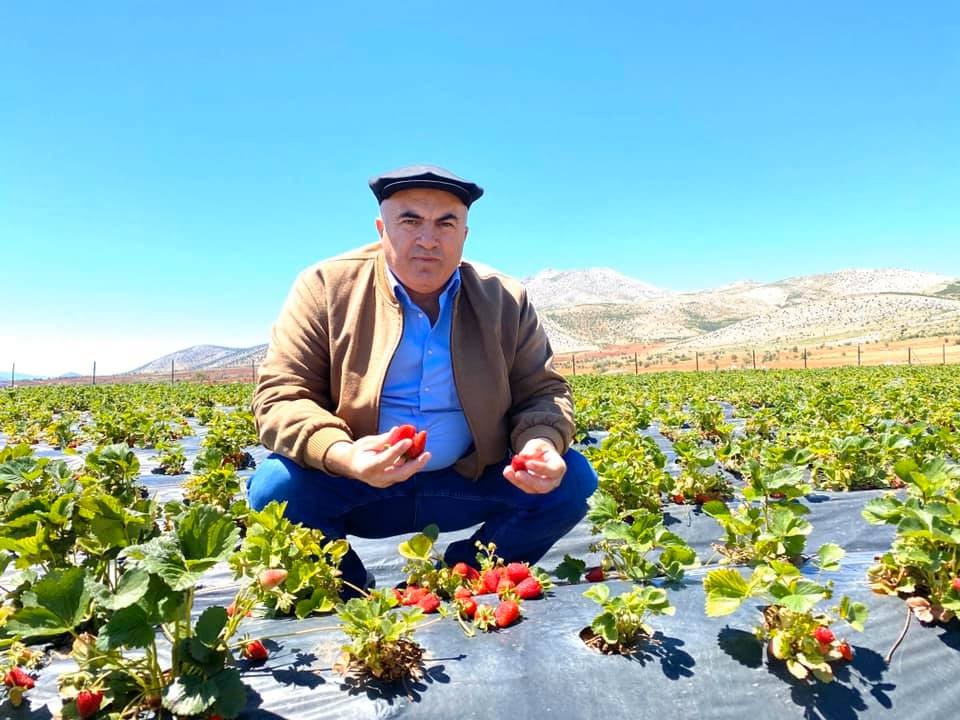 Bayram: “Karaman’da üretilen çileklerin aroması çok yüksek” 