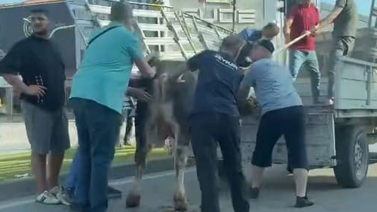 Bayram Klasiği! Kaçan kurbanlıklar sokakları birbirine kattı