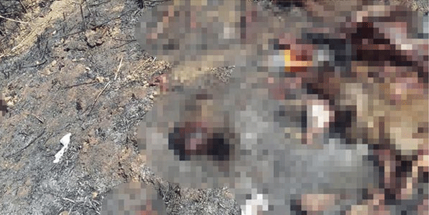 Bayramda insanlara domuz eti yedirecekler!