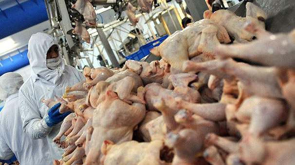 Bayram sonrası tavuk fiyatlarında sert düşüş yaşandı